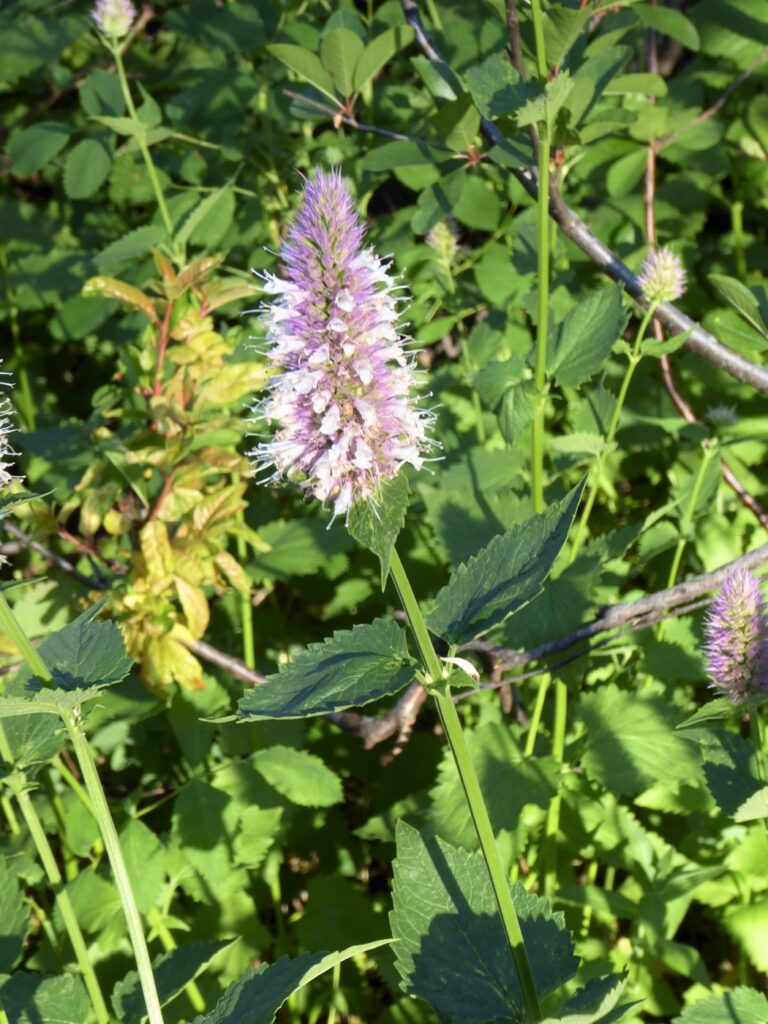 Agastache urticifolia - licorice mint