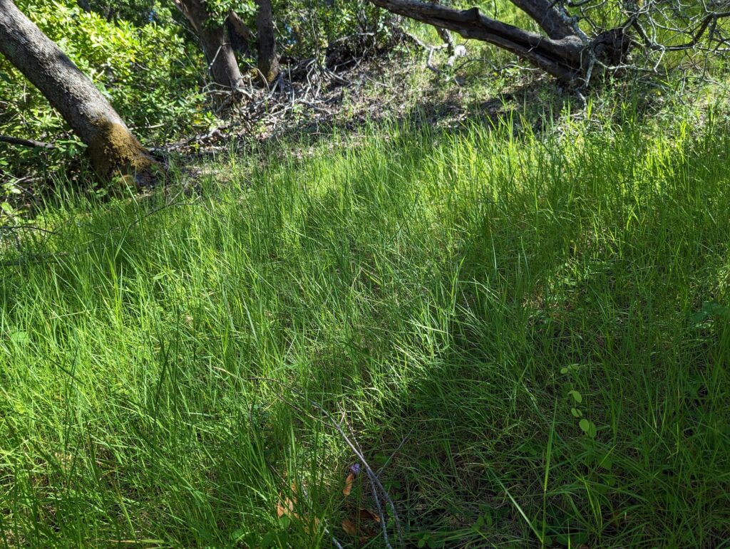 Agrostis pallens - California bentgrass