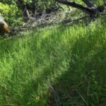 Agrostis pallens - California bentgrass