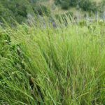 Agrostis pallens - California bentgrass