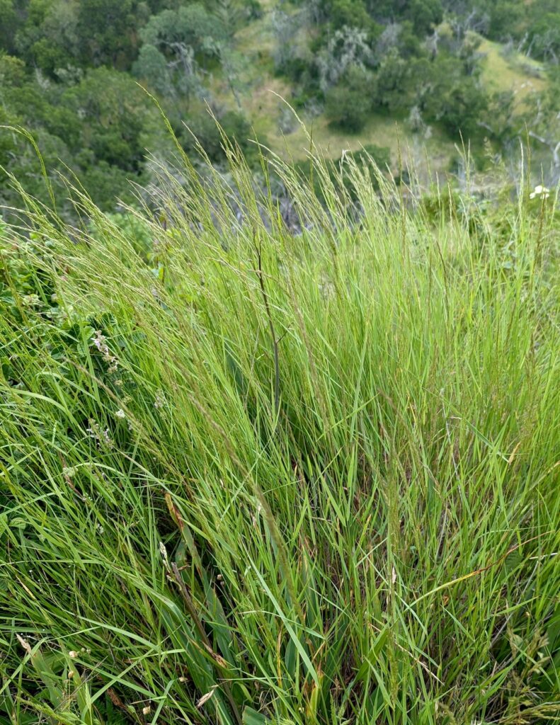 Agrostis pallens - California bentgrass
