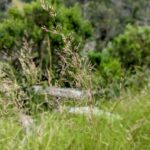 Agrostis pallens - California bentgrass