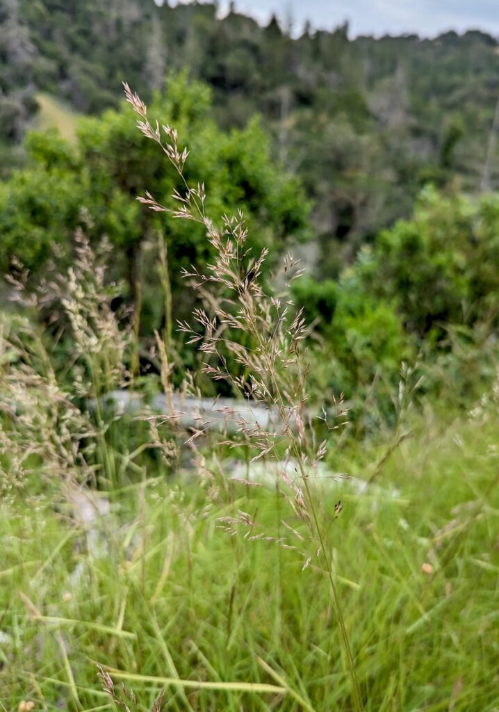 Agrostis pallens - California bentgrass