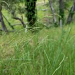 Agrostis pallens - California bentgrass
