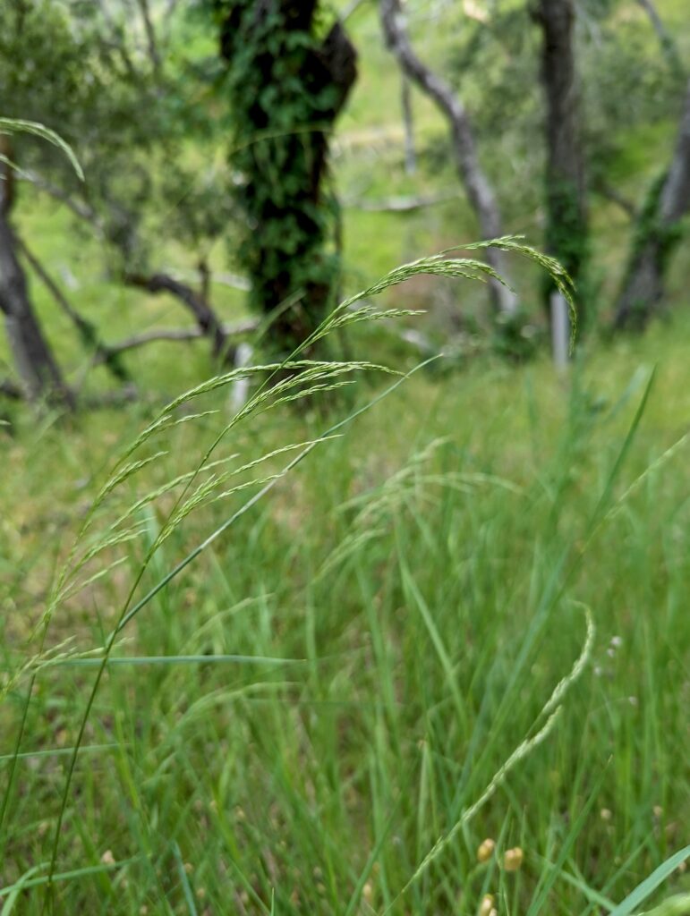Agrostis pallens - California bentgrass