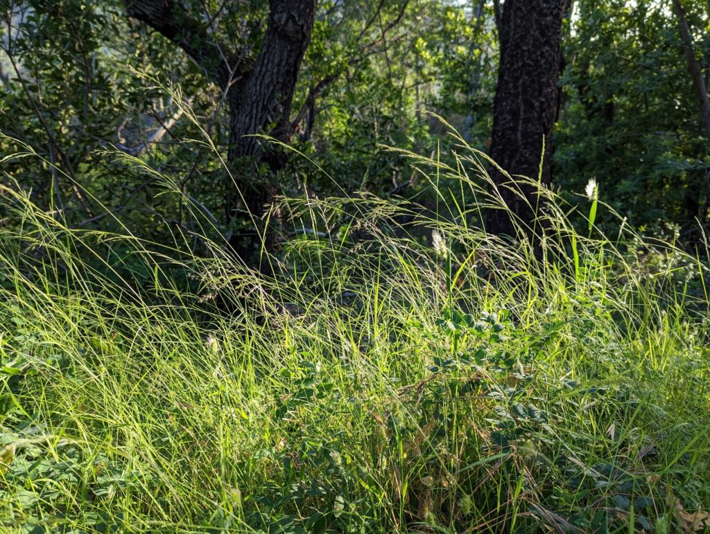 Agrostis pallens - California bentgrass
