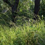 Agrostis pallens - California bentgrass