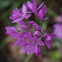 Allium unifolium