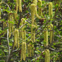 Alnus incana ssp. tenuifolia