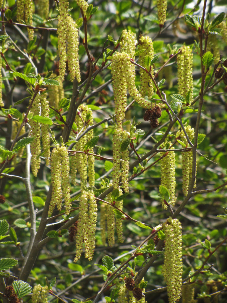 Alnus incana ssp. tenuifolia - mountain alder