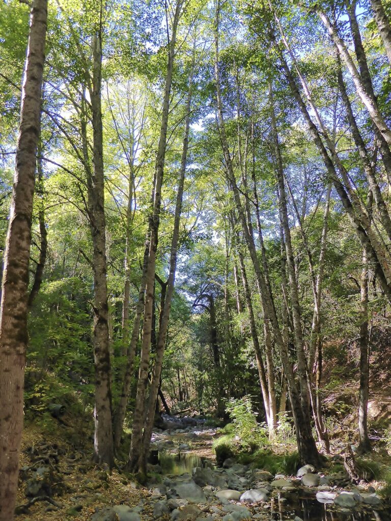 Alnus rhombifolia - white alder