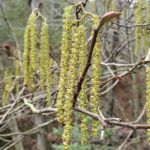 Alnus rhombifolia - white alder
