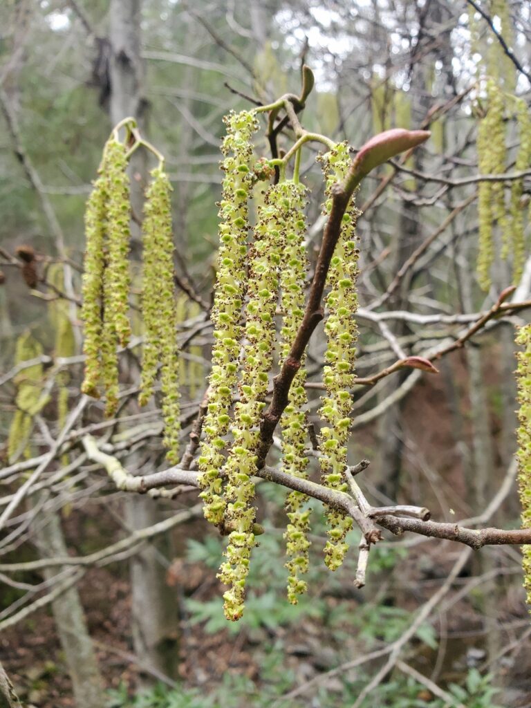 Alnus rhombifolia - white alder