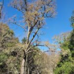 Alnus rhombifolia - white alder