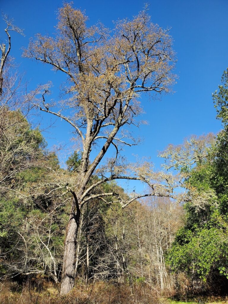 Alnus rhombifolia - white alder