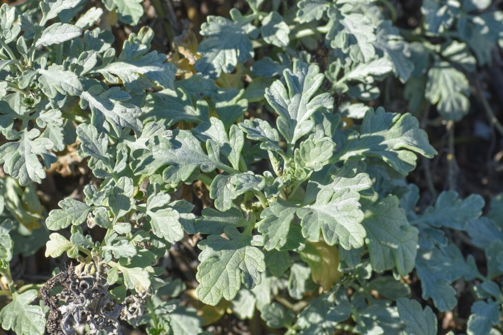Ambrosia chamissonis - silver beach bur