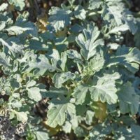 Ambrosia chamissonis