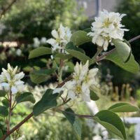 Amelanchier alnifolia