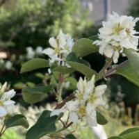 Amelanchier alnifolia