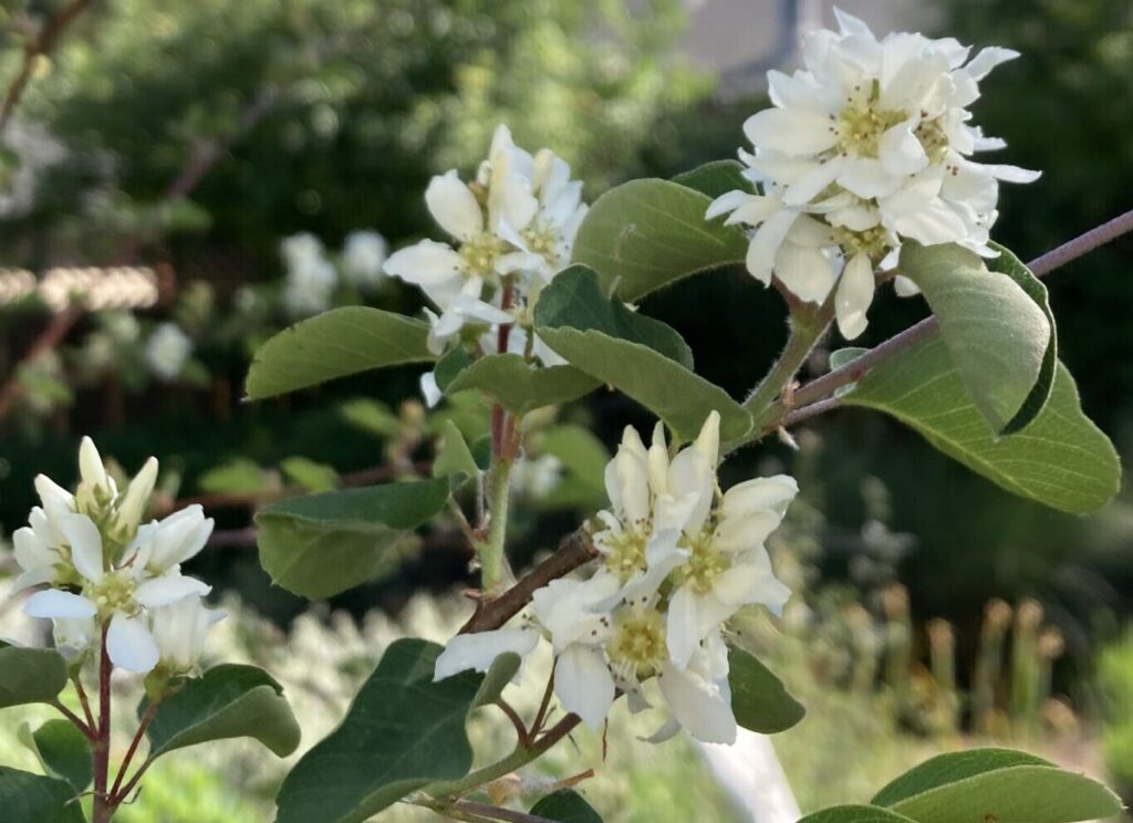 Amelanchier alnifolia - serviceberry