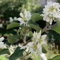 Amelanchier alnifolia