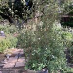 Amelanchier alnifolia - serviceberry