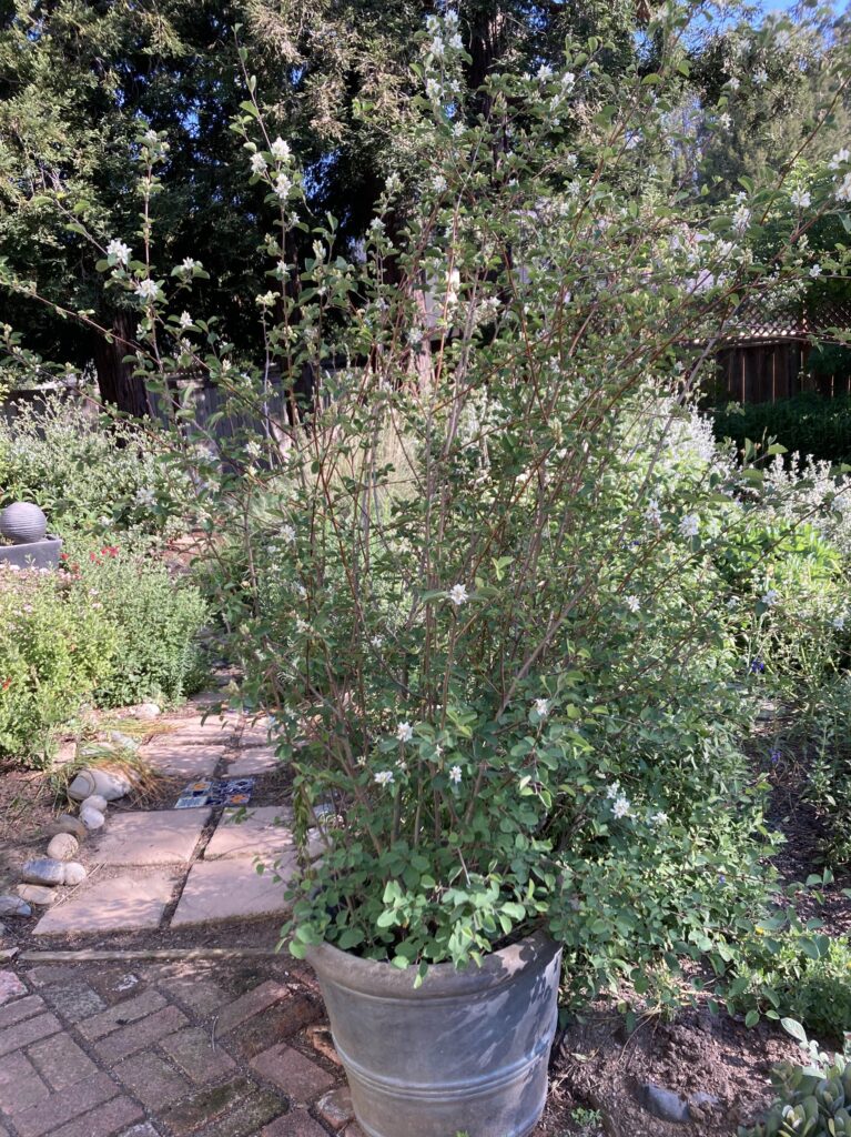 Amelanchier alnifolia - serviceberry