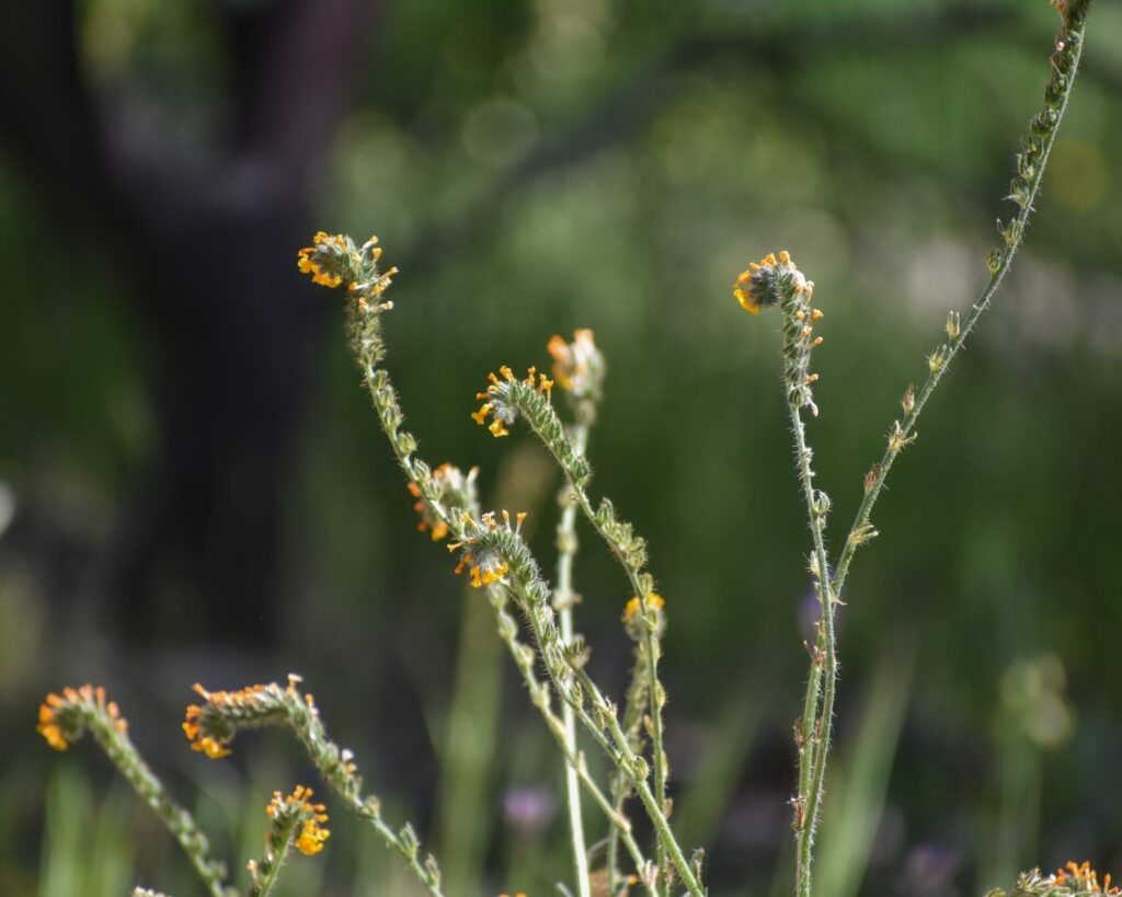 Amsinckia menziesii - common fiddleneck