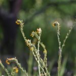 Amsinckia menziesii - common fiddleneck