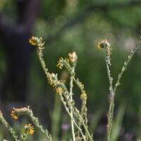 Amsinckia menziesii