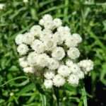 Anaphalis margaritacea - pearly everlasting