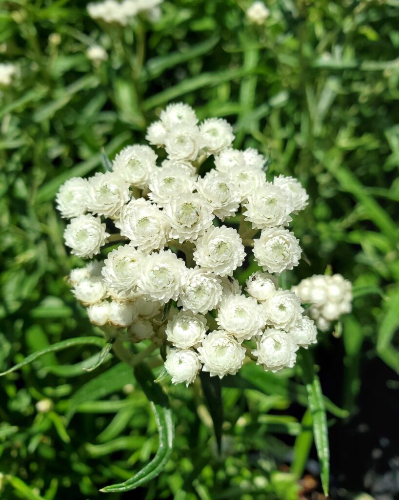 Anaphalis margaritacea - pearly everlasting