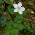 Anemone deltoidea - western white anemone