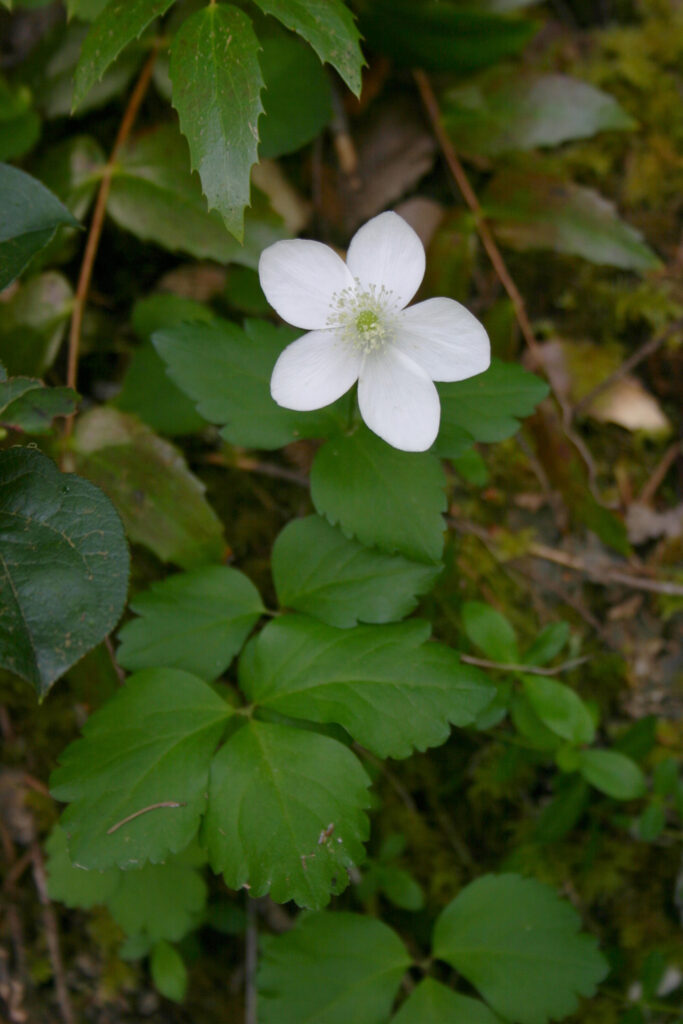 Anemone deltoidea - western white anemone
