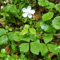 Anemone deltoidea