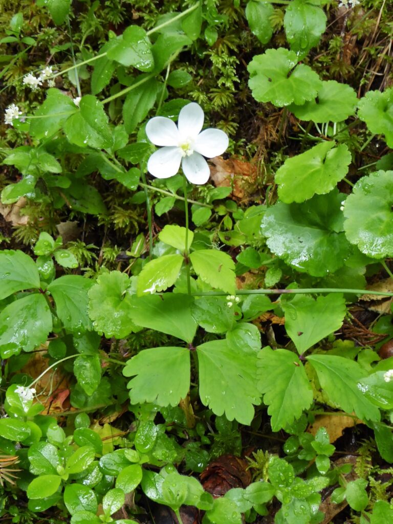 Anemone deltoidea - western white anemone