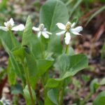 Anemopsis californica - yerba mansa