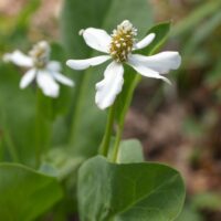 Anemopsis californica