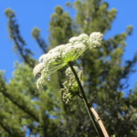 Angelica californica