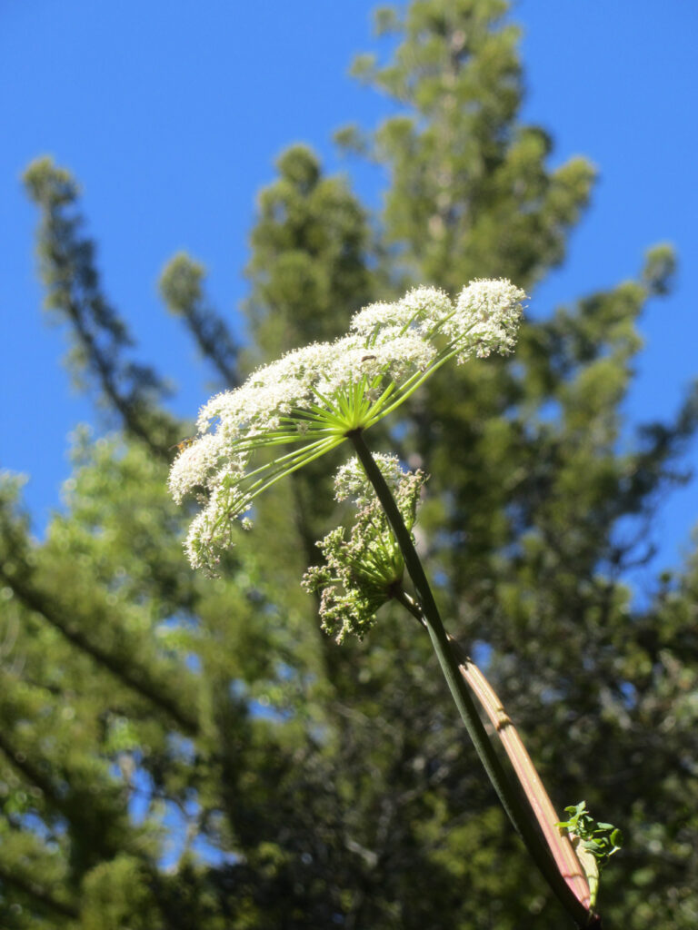 Angelica californica - California angelica