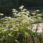 Angelica hendersonii - bluff angelica