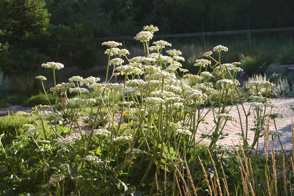 Angelica hendersonii - bluff angelica