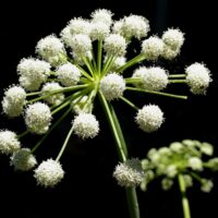 Angelica tomentosa