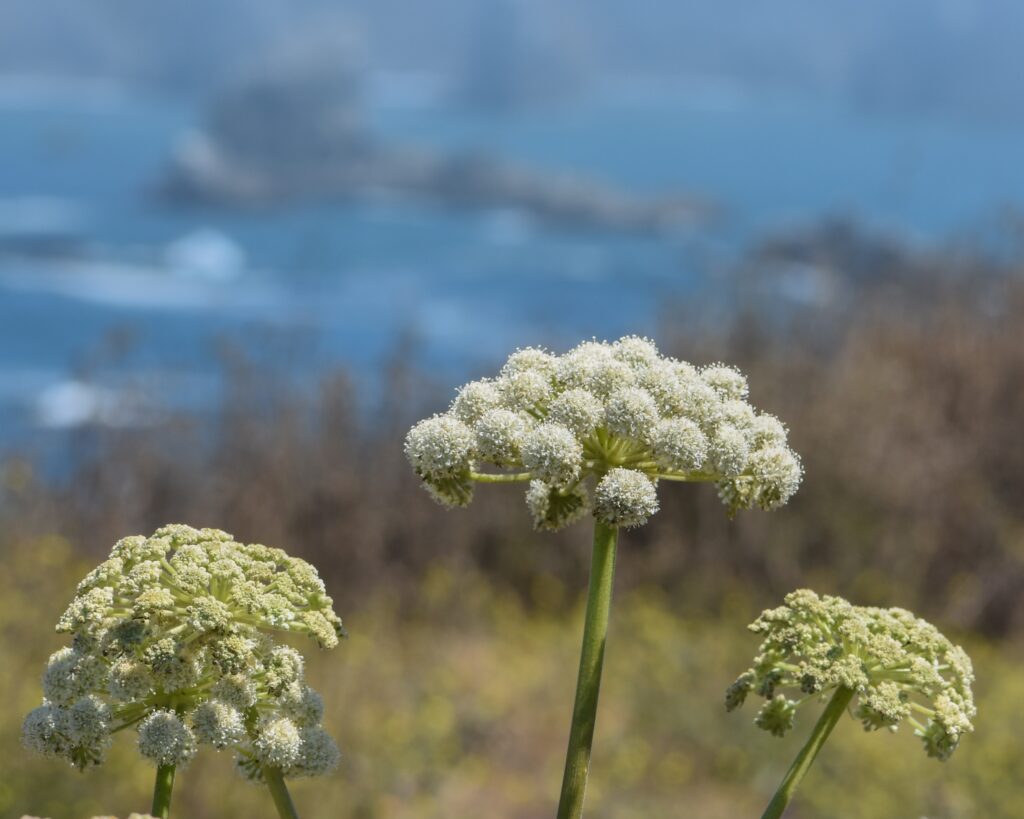 Angelica hendersonii - bluff angelica