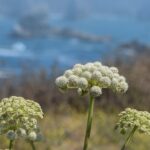 Angelica hendersonii - bluff angelica