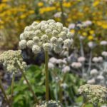 Angelica hendersonii - bluff angelica