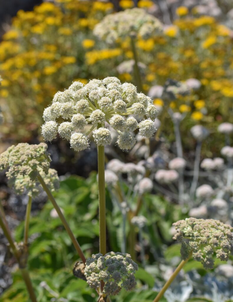 Angelica hendersonii - bluff angelica