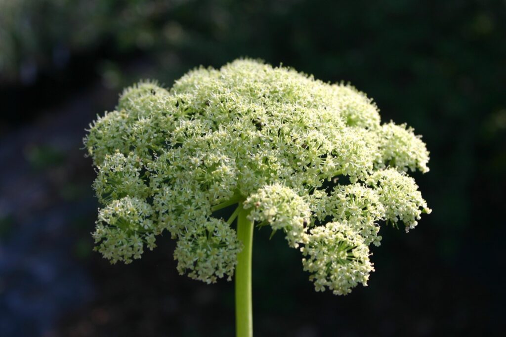 Angelica lucida - sea watch