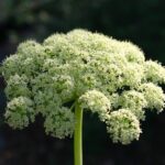 Angelica lucida - sea watch