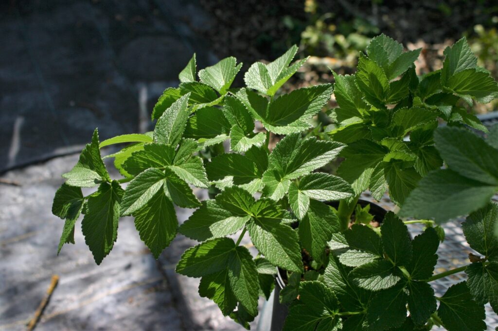 Angelica lucida - sea watch